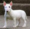 Питомник собак Gougous and adorable male and female Bull Terrier puppies