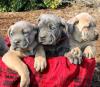 Питомник собак Cane Corso Puppies Available