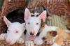 Питомник собак Bull Terrier Puppies Available