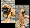 Питомник собак Bullmatiff Puppies Available