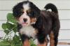 Питомник собак Bernese Mountain Dog Puppies Now Available