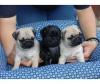 Питомник собак Pug Puppies Available