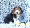 Питомник собак Beagle Puppies Available