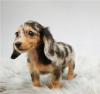 Питомник собак Mini-Dachshund Puppies Available
