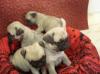 Питомник собак Pug Puppies Available