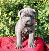 Питомник собак Cane Corso Puppies Available