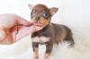 Питомник собак Teacup Chihuahua Puppies Available