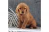 Питомник собак Golden Retriever Puppies Available