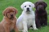 Питомник собак Amazing Labrador Retriever Puppies