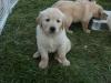 Питомник собак Charming Golden Retriever puppies available.