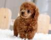 Питомник собак Toy-Poodle Puppies Available