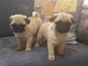 Питомник собак Pug Puppies Available