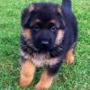 Питомник собак German Shepherd Puppies Available