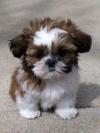 Питомник собак Shih Tzu puppies!! AKC Health guarantee