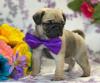 Питомник собак Pug Puppies Available