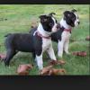 Питомник собак Boston Terrier Puppies Available