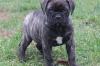 Питомник собак Bullmatiff Puppies Available
