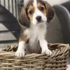 Питомник собак Home Trained Beagle puppies!! AKC Health guarantee,