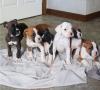 Питомник собак Boxer Puppies Available