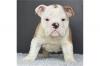 Питомник собак English Bulldog Puppies Available