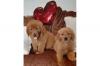 Питомник собак Golden Retriever Puppies Available