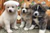 Питомник собак Akita Inu Puppies Available