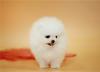 Питомник собак Teacup Pomeranian Spitz Puppies Available