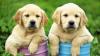 Питомник собак Labrador Retriever Puppies Available For Sale