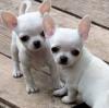 Питомник собак Teacup Chihuahua Puppies Available