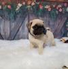 Питомник собак Pug Puppies Available