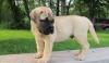 Питомник собак Bullmatiff Puppies Available