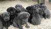Питомник собак Cane Corso Puppies Available