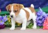 Питомник собак Jack Russell Terrier Puppies Available
