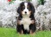 Питомник собак Bernese Mountain Dog Puppies Now Available