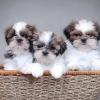 Питомник собак Shih Tzu Puppies Available