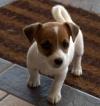 Питомник собак Jack Russell Terrier Puppies Available