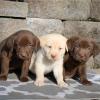 Питомник собак Labrador Retriever Puppies Available For Sale