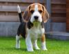 Питомник собак Beagle Puppies Available