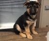 Питомник собак Trained German Shepherd puppies