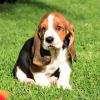 Питомник собак Basset Hound puppies Now Available at affordable prices