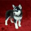 Питомник собак Pomsky Puppies Available