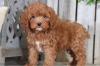Питомник собак Cockapoo Puppies Available