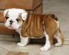 Питомник собак English Bulldog Puppies Available