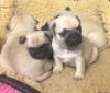Питомник собак Pug Puppies Available