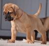 Питомник собак Bullmatiff Puppies Available