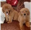 Питомник собак Golden Retriever Puppies Available