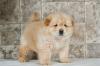 Питомник собак Chow chow Puppies