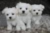 Питомник собак Maltese Puppies Available