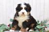 Питомник собак Bernese Mountain Dog Puppies Now Available