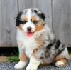 Питомник собак Purebred Australian shepherds Puppies